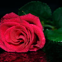 red rose