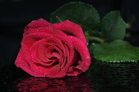 red rose - water, beautiful, photography, drops, wet, flower, leaves, flowers, red, rose