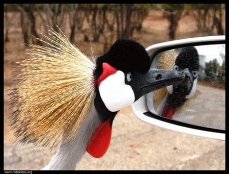 do i look good? - flightless bird, rear mirror, canyon, bird