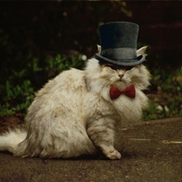 CaT with HaT