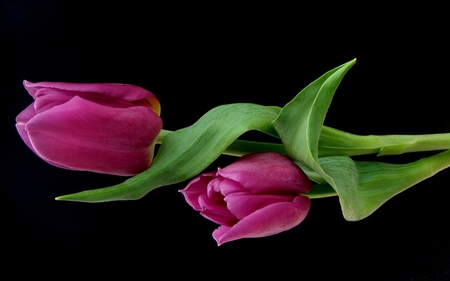 Purple Tulips - nature, purple, photography, beautiful, tulips, tulip, flowers, lovely