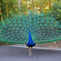 Beautiful Peacocks