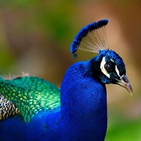 Peacock