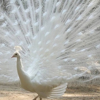 Peacock White