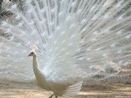 Peacock White - peacocks, animals, birds, colourful