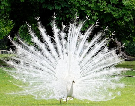 White - birds, colourful, peacocks, animals