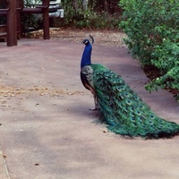 Peacock