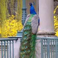 Peacock Beauty