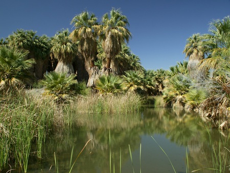 Palm Grove - lush, sky, trees, palms, water, green, fronds, reeds