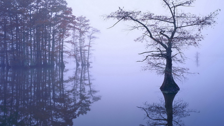 exiled tree - trees, lonely, water, fog, wet, tree, dark, black, grey, nature, sad, woods