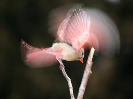 Angel Bird - bird, pink, branch, fly