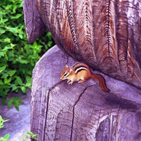 Cute Chipmunk