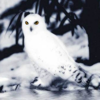 Snow Owl