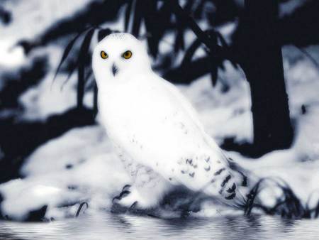 Snow Owl - animal, white, bird, snow