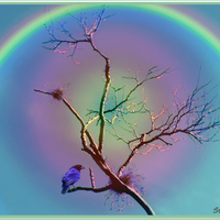 Silver Rainbow Tree