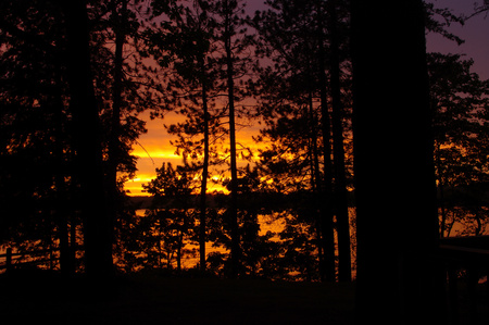 Silouette - silouette, forest, tree, sun