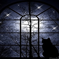 The Cat in the Night