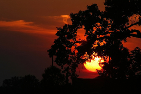 Darkfire - sunset, red, tree, sun