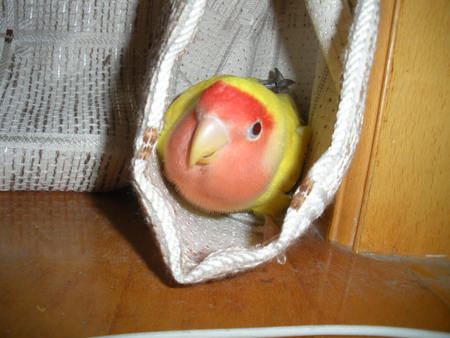 lovebird in curtain - lovebird, cute, yellow, beautiful