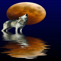 WOLF MOON