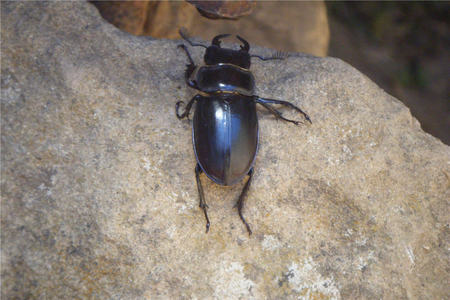 Beetle - beatiful, beetle, spanish, animals