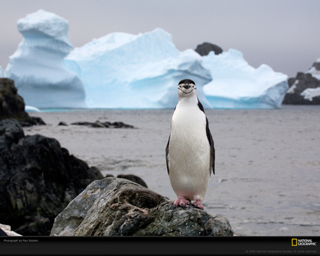 A Very Happy Penguin - alone, smiling, happy, penguin