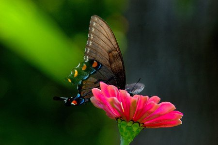 Sunrice Butterfly - butterfly, insect, flower, nature