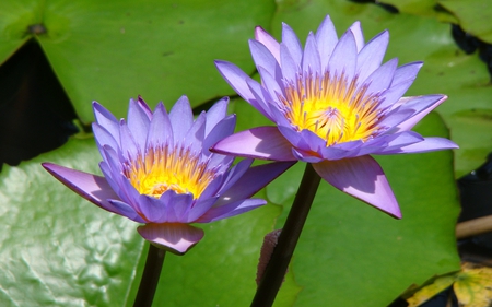 Water Lilies - lilies, purple, water lilies, water, green, pond, flower, lillypad