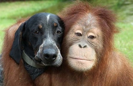 Friends forever - dogs, friends forever, apes, friends