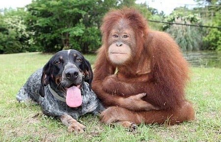 Friends forever (2) - apes, friends, dogs, forever