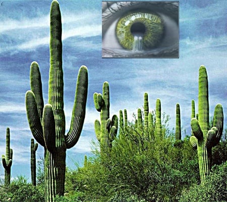 Tears of Sustenance - cactus, tears eye, desert, survival