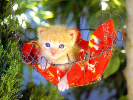 Blue eyes - garden, cat, animal, kitten