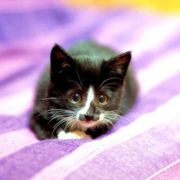 Little calico cat