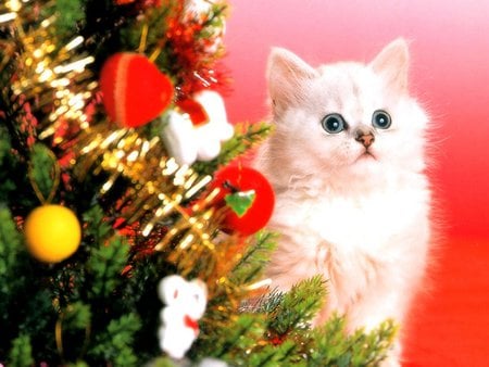 Christmas kitten - christmas, holiday, tree, cat, kitty