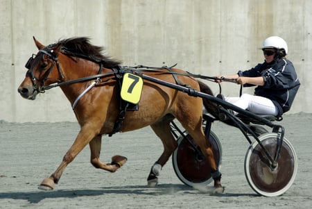 Harness Racing - harness, sulky, pacer, racing