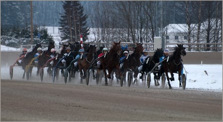 The Dust Flies - sulky, harness, horse, racing