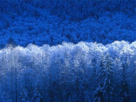 golden winter - trees, white, winter, blue, snow, forest