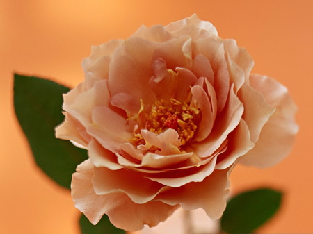 orange rose - orange, nice, rose, flower