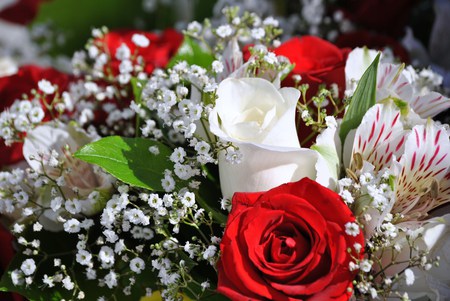 Roses - beautiful, love, roses, pretty