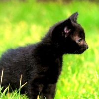 Black cat on grass