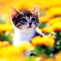 Kitten among yellow flowers