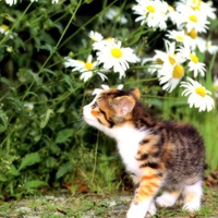 Among flower garden