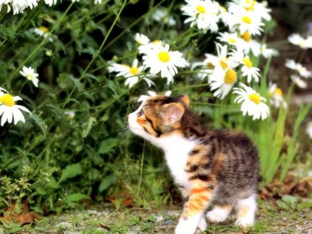 Among flower garden - cat, flower, daisy, kitten