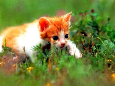 Walking on garden - garden, cat, grass, kitten