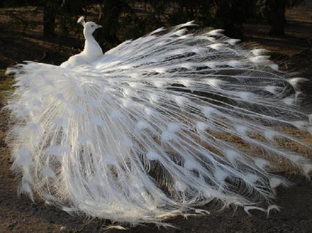 Fan of white - bird, white, peacock, fan, feathers, tail