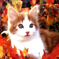 Autumn kitten