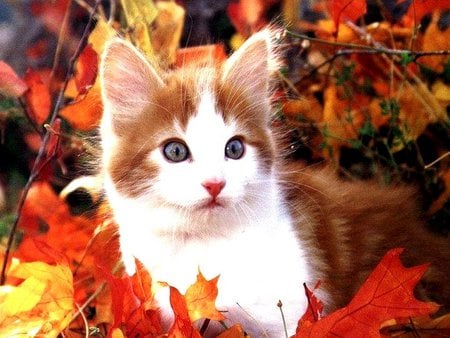 Autumn kitten