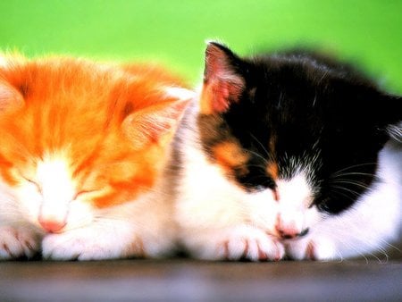 Sweet brothers sleeping - animal, kitten, cat, sweet, sleep