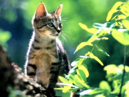 Tabby on forest - tabby, forest, cat, kitten