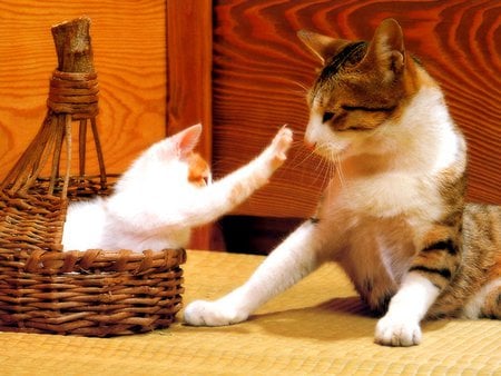 Play with me, mom!!!!!! - son, kitten, mother, mom, cat, basket, play